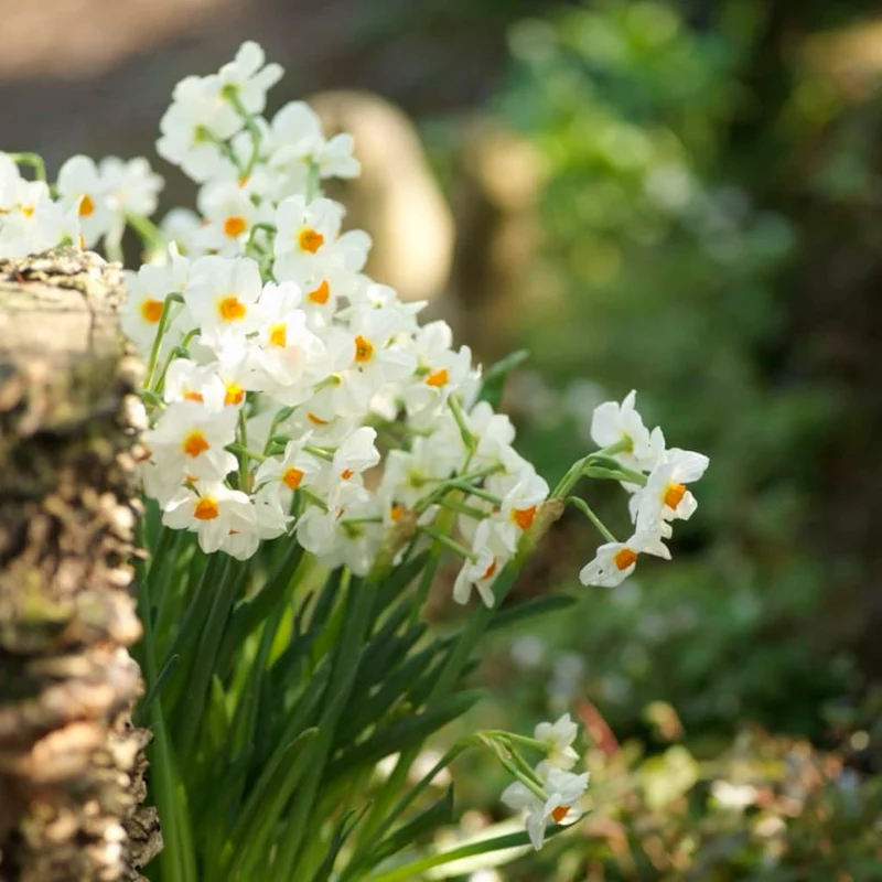 Mehrblütige Duft-Narzisse 'Geranium' Weiß-Orange