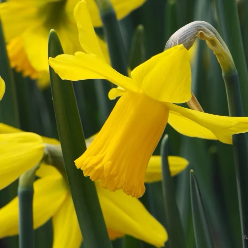 Zwerg-Narzisse 'February Gold' Gelb