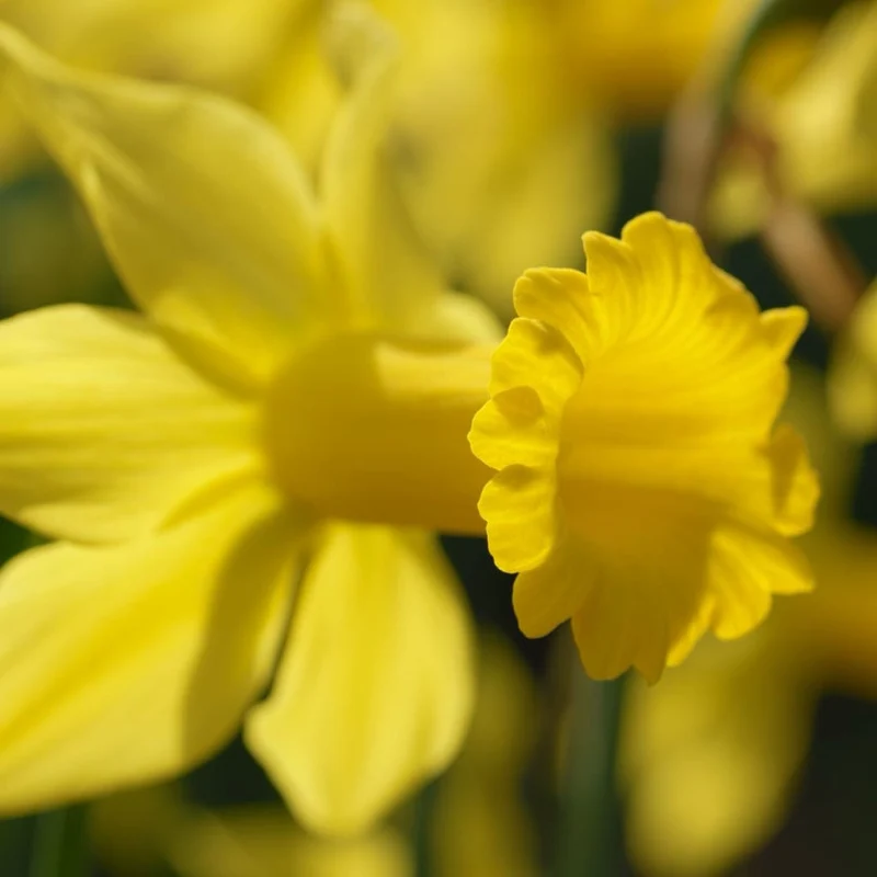 Zwerg-Narzisse 'February Gold' Gelb