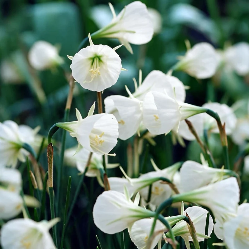 Petticoat-Narzisse 'White Petticoat' Weiß