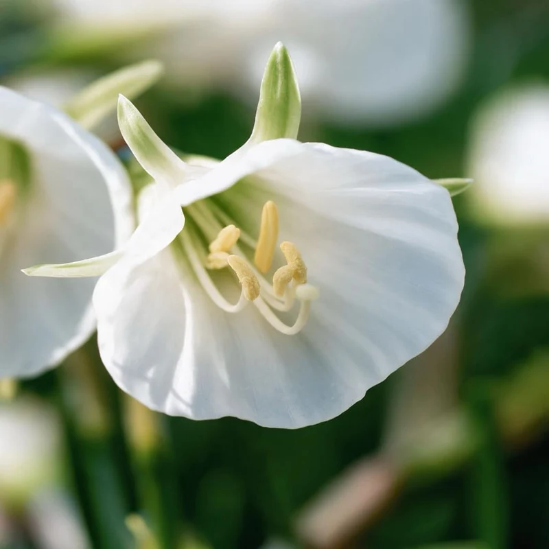 Petticoat-Narzisse 'White Petticoat' Weiß