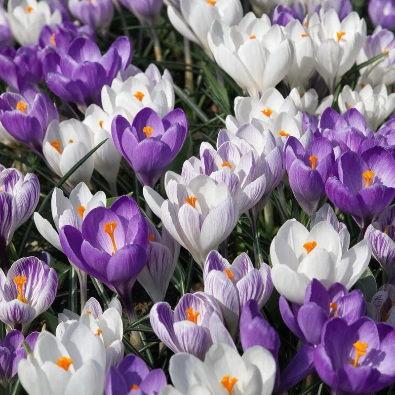 Großblumiger Krokus Mix