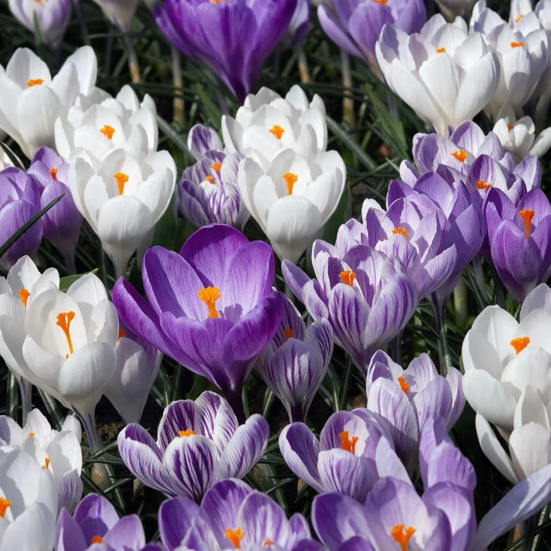 Großblumiger Krokus Mix