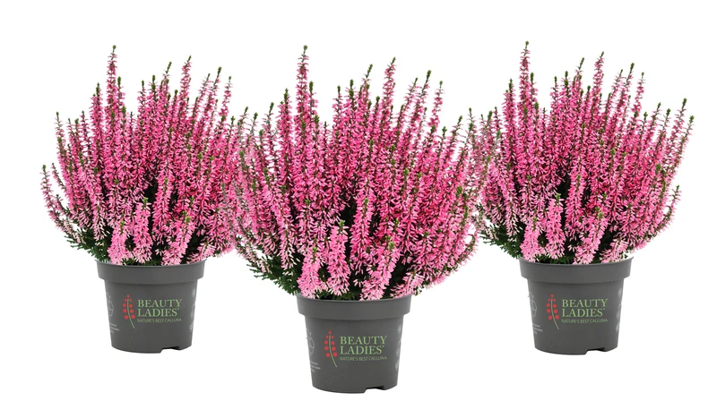 Heide (Calluna vulgaris 'Beauty Ladies Marica') - Roze