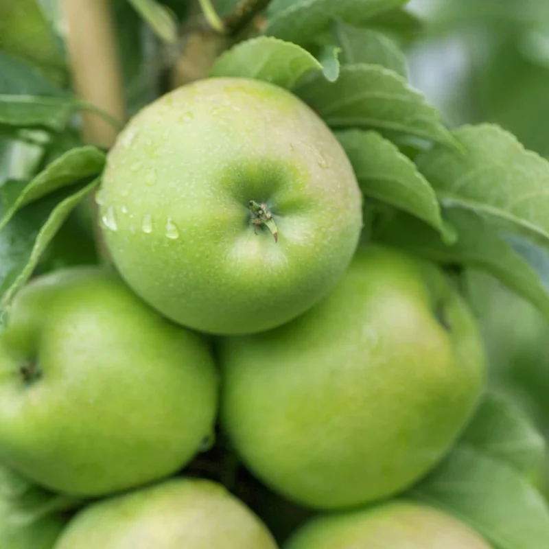 Bio-Säulenapfel 'Greencats' Herbstapfel