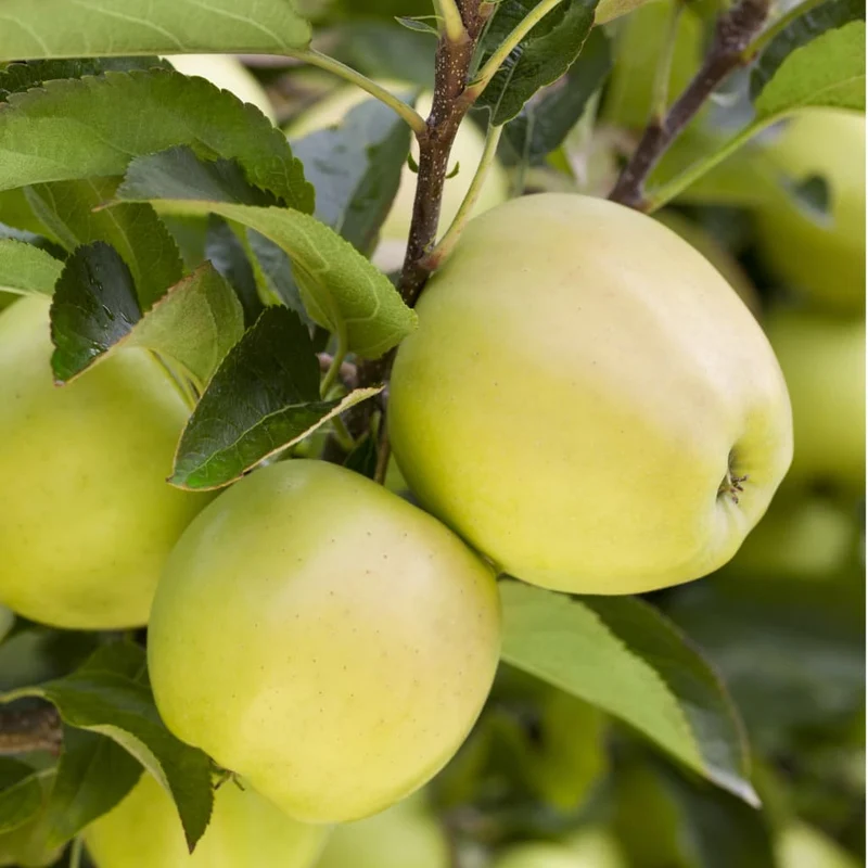 Bio-Apfelbaum 'Golden Delicious' Winterapfel