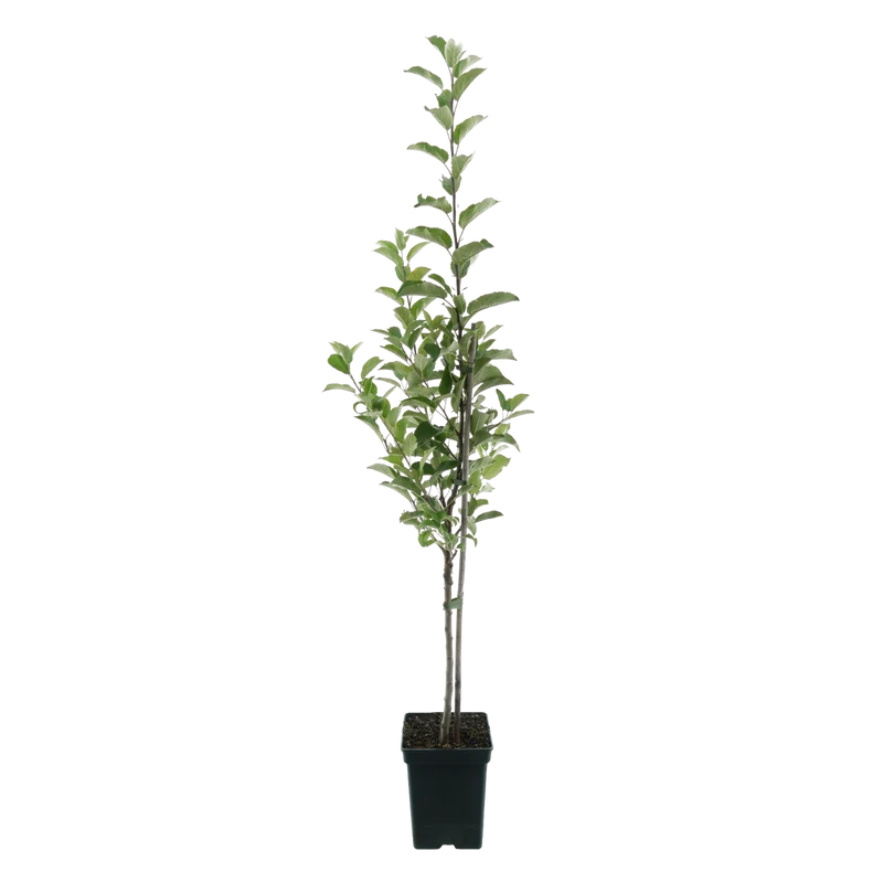 Bio-Apfelbaum 'Braeburn' Winterapfel