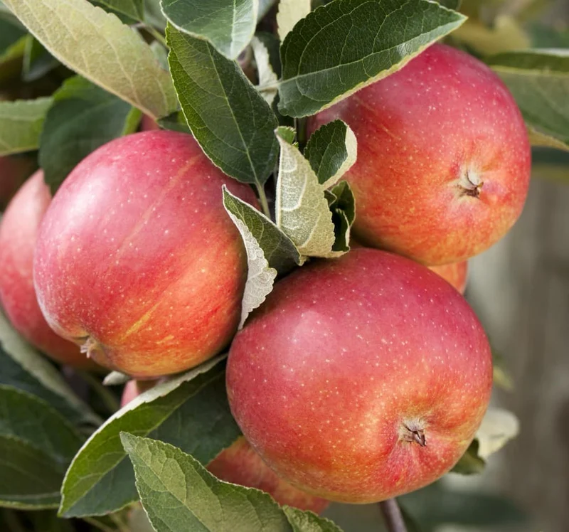 Bio-Apfelbaum 'Braeburn' Winterapfel