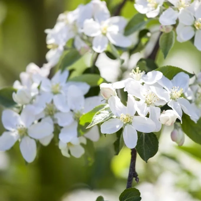 Bio-Apfelbaum 'Braeburn' Winterapfel