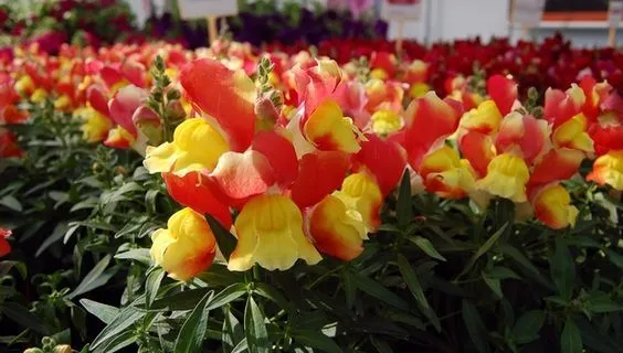 Bi-Color Orange & Yellow Snapdragon Flower Seeds – Vivid Two-Tone Blooms
