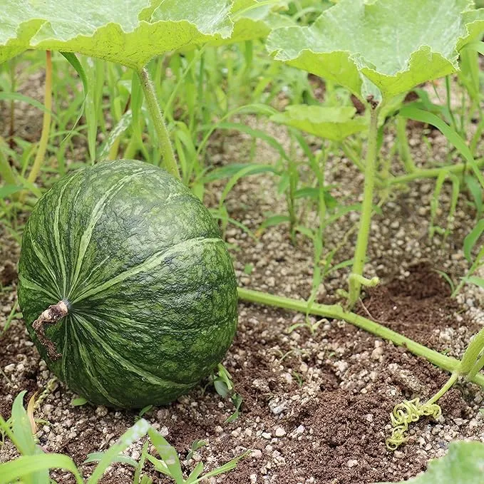 Japanese Green Pumpkin Seeds, Traditional, Flavorful And Nutritious