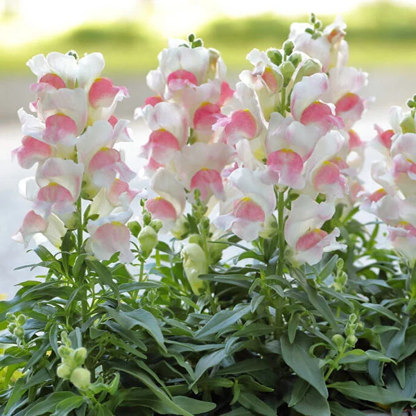 Bi-Color Pink & White Snapdragon Flower Seeds – Stunning Two-Tone Blooms
