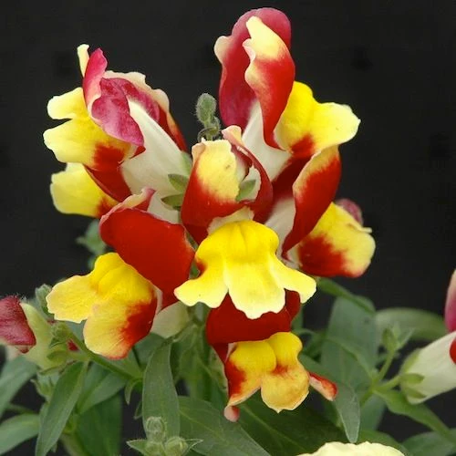 Bi-Color Red & Yellow Snapdragon Flower Seeds – Vibrant & Unique Blooms