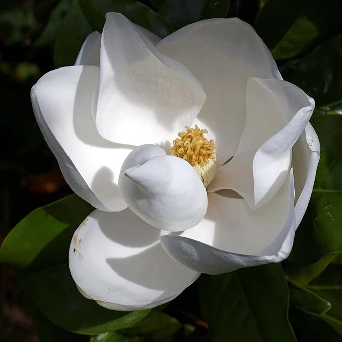 Magnolia Grandiflora Tree Seeds for Planting – Evergreen Flowering Shade Tree for Outdoor Gardens, Landscape Borders, Parks & Avenue Planting