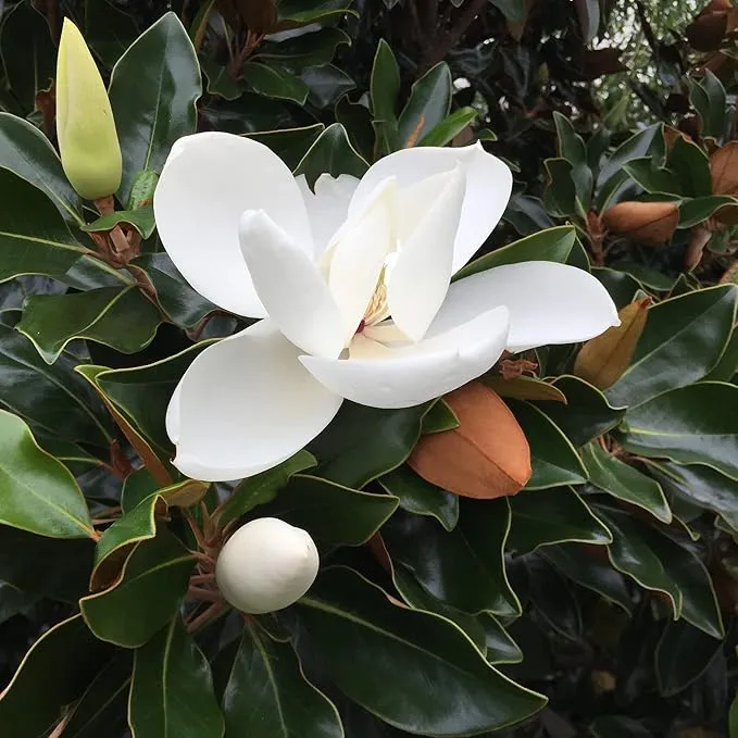 Magnolia Grandiflora Tree Seeds for Planting – Evergreen Flowering Shade Tree for Outdoor Gardens, Landscape Borders, Parks & Avenue Planting