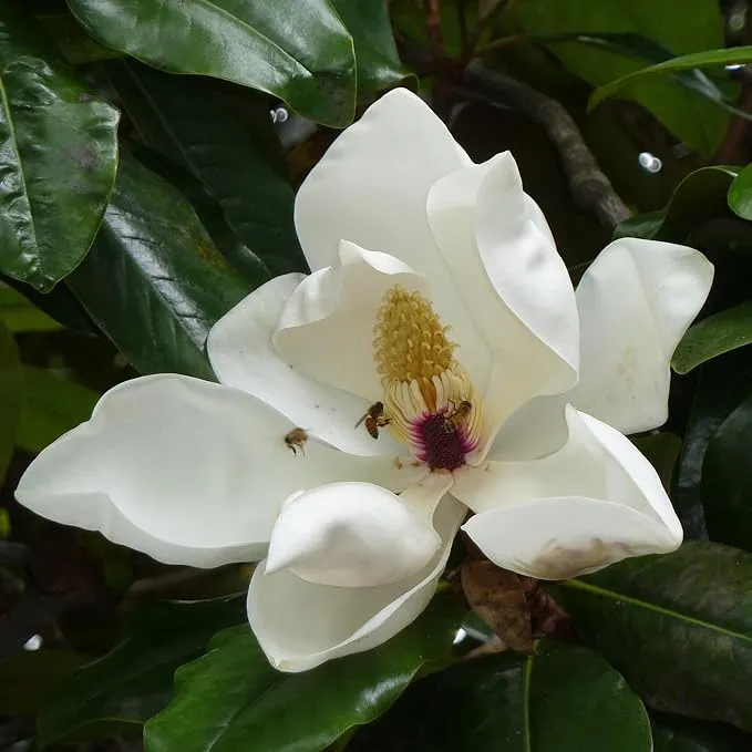 Magnolia Grandiflora Tree Seeds for Planting – Evergreen Flowering Shade Tree for Outdoor Gardens, Landscape Borders, Parks & Avenue Planting