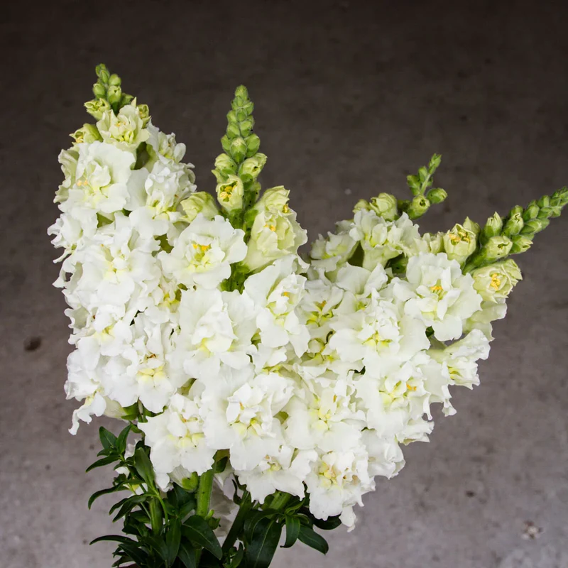 Creamy White Snapdragon Flower Seeds – Elegant & Delicate Blooms for Gardens