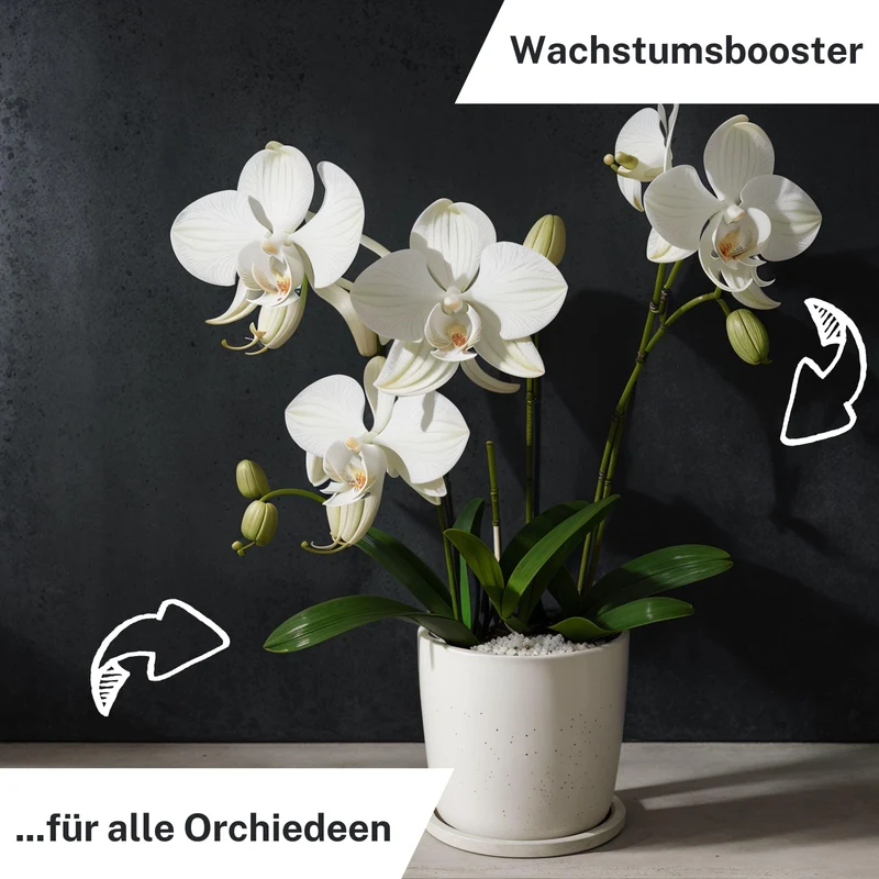 Orchideen Düngestäbchen