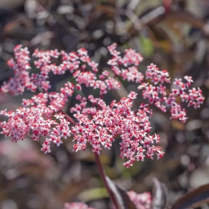 Schwarzer Holunder 'Black Beauty'® Pink