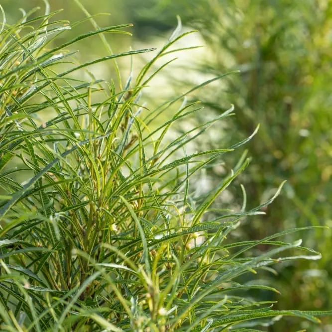 Farnblättriger Faulbaum 'Asplenifolia' Grün-Weiß