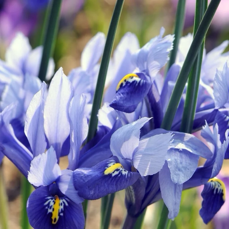 Zwerg-Iris 'Harmony' Blau