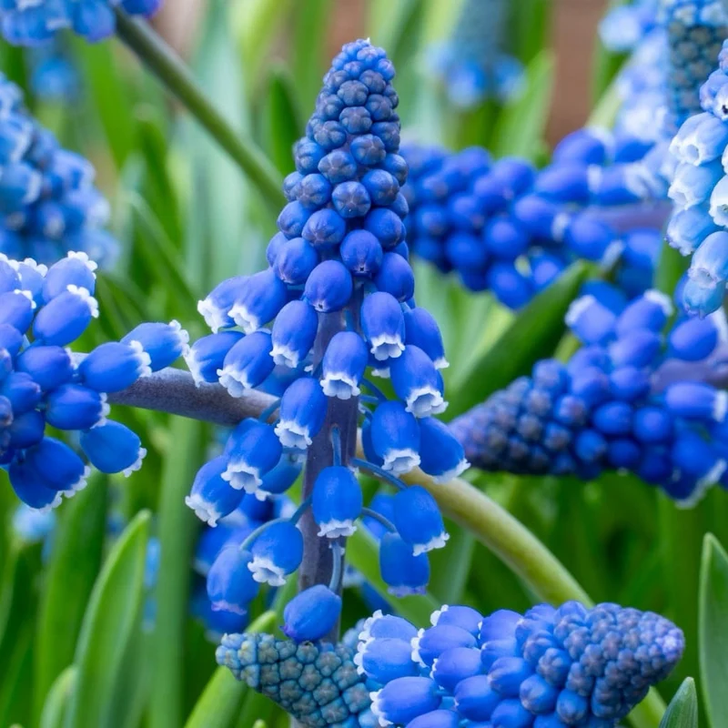 Traubenhyazinthe Blau