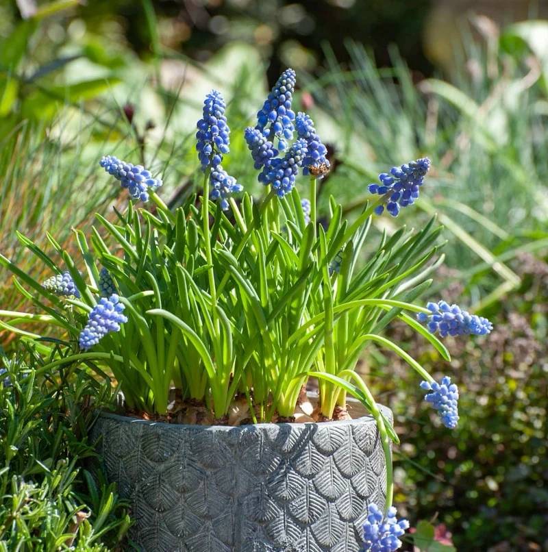 Traubenhyazinthe Blau