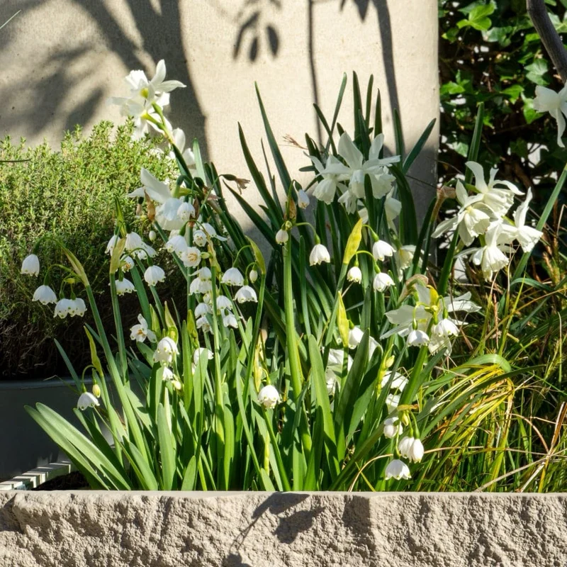 Sommer-Knotenblume 'Gravetye Giant' Weiß