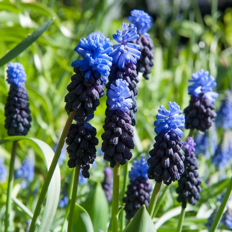 Zweifarbige Traubenhyazinthe Blau