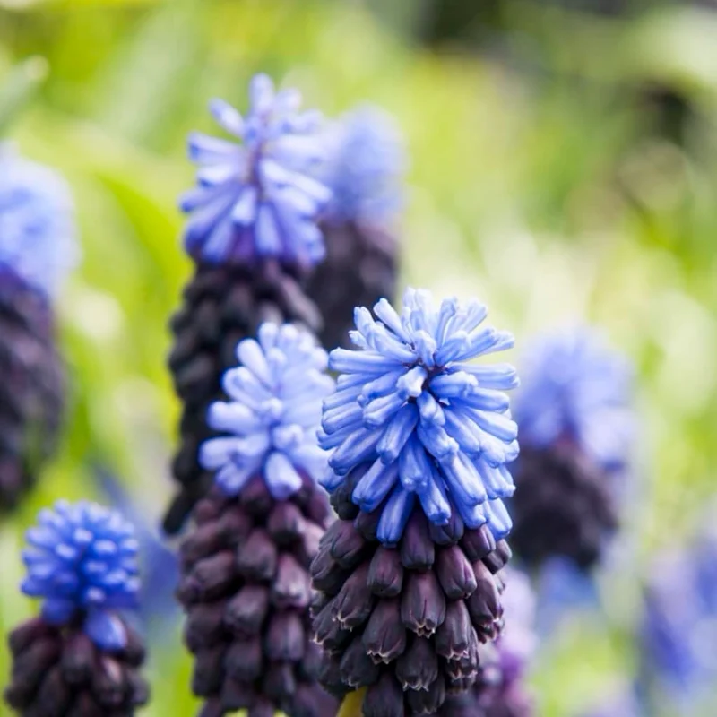 Zweifarbige Traubenhyazinthe Blau