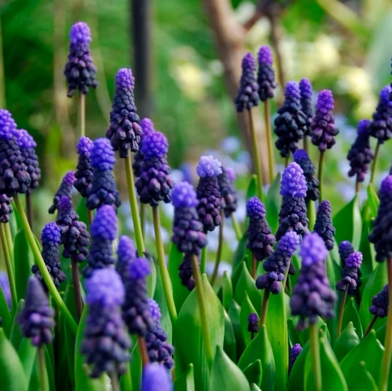 Zweifarbige Traubenhyazinthe Blau