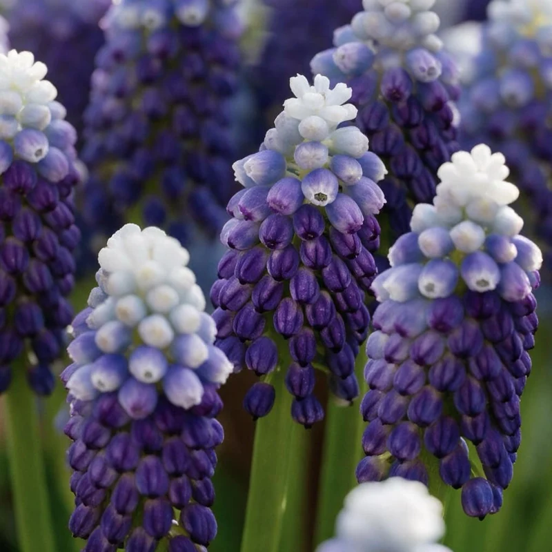 Zweifarbige Traubenhyazinthe 'Grape Ice' Violett-Weiß