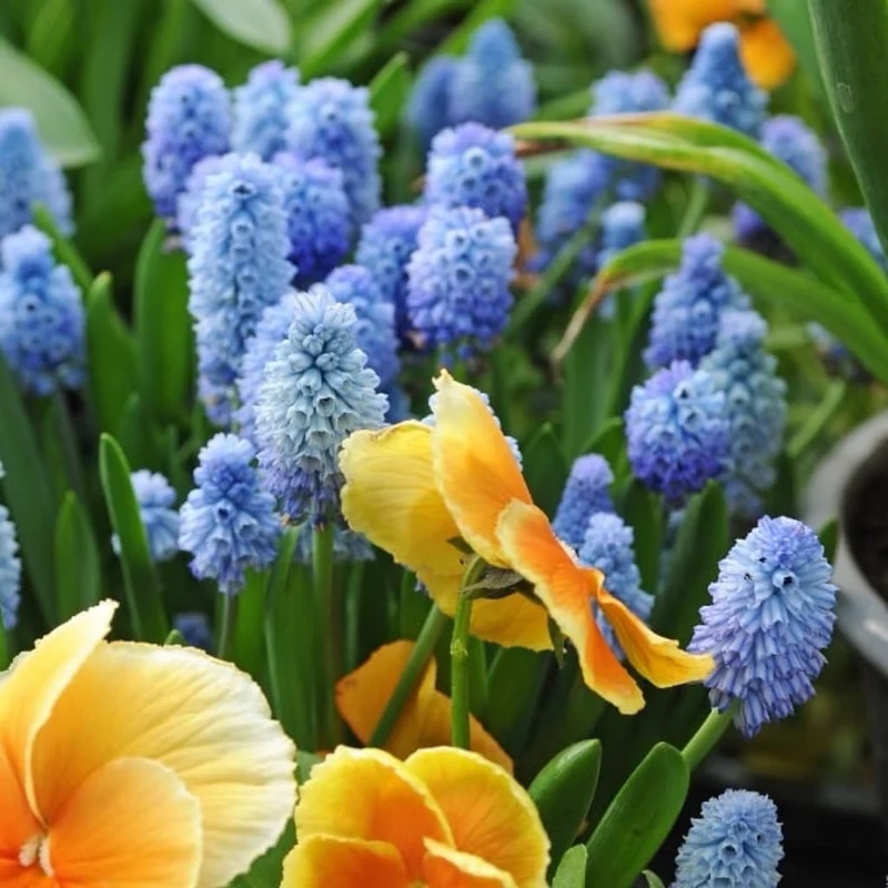 Traubenhyazinthe Azurblau
