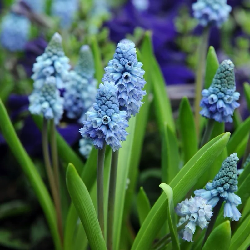 Traubenhyazinthe Azurblau