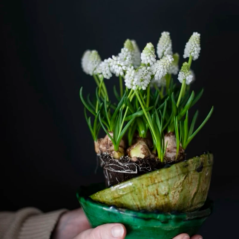 Traubenhyazinthe 'White Magic' Weiß