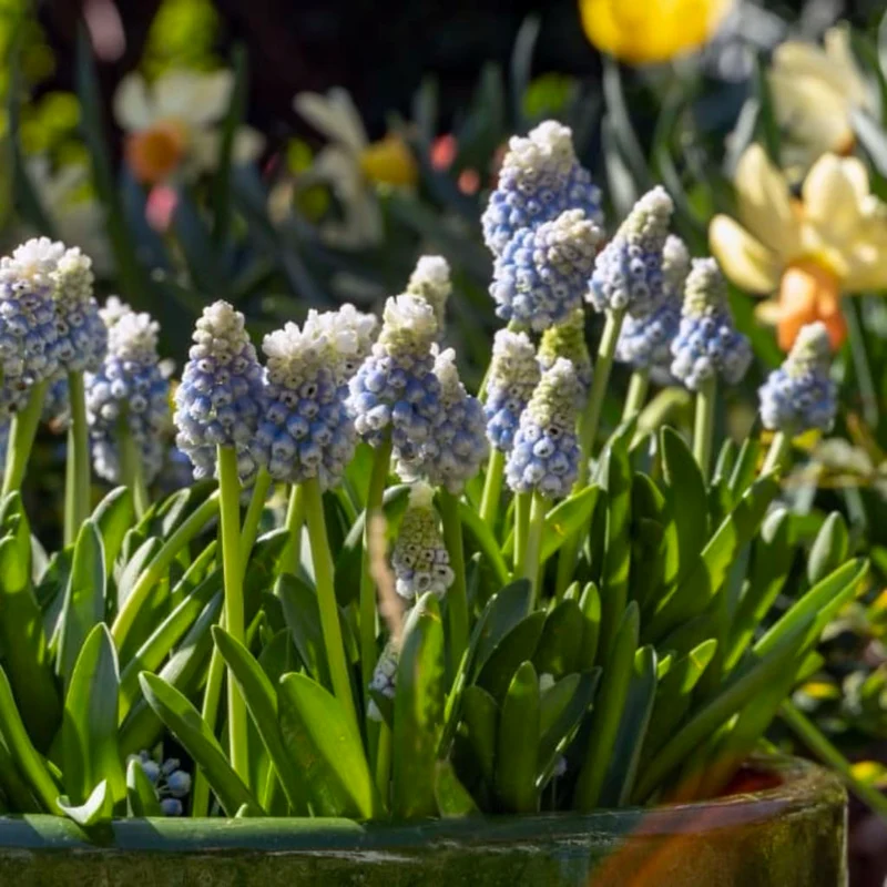 Zweifarbige Traubenhyazinthe 'Mountain Lady' Blau-Weiß