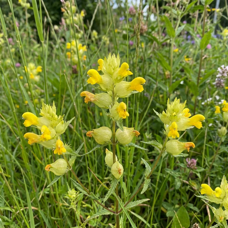 Yellow Rattle Flower Seeds for Planting (Rhinanthus minor) – Heirloom Wild Meadow Wildflower Seeds