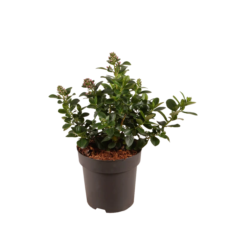Andenstrauch 'Pink Elle' Rosa