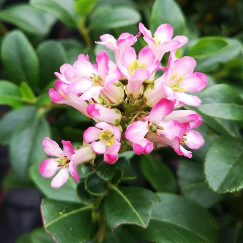 Andenstrauch 'Pink Elle' Rosa