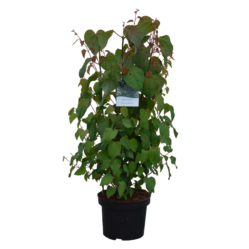 Lebkuchenbaum
