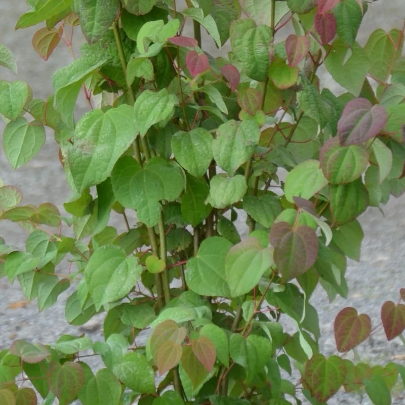 Lebkuchenbaum