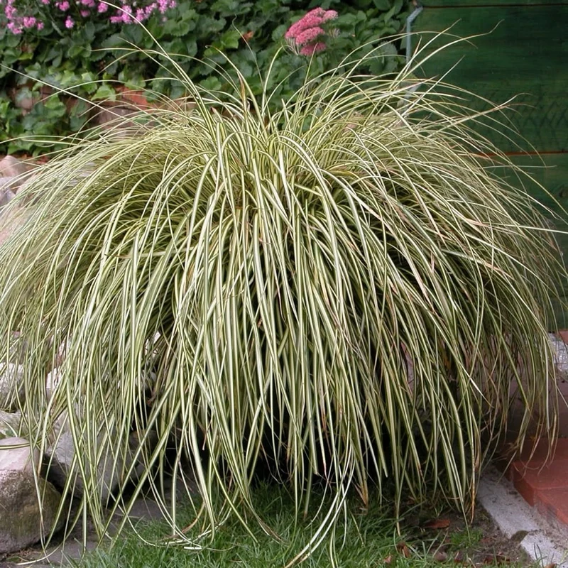 Japansegge 'Evergold' Braun