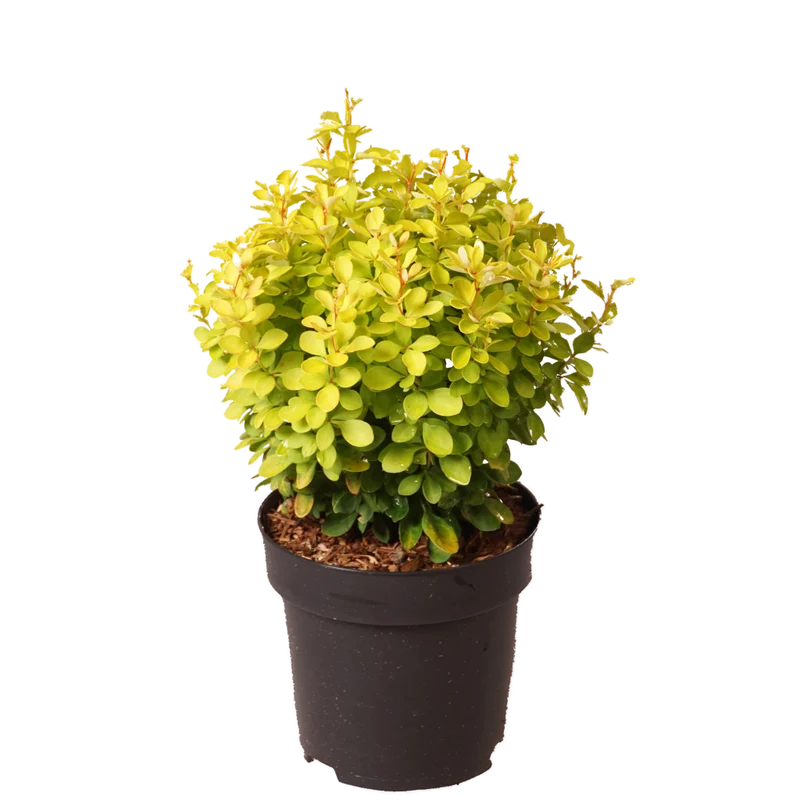 Berberitze 'Lemon Ruby' Gelb