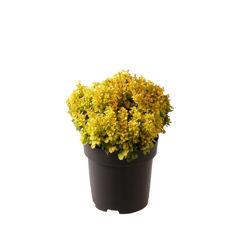 Berberitze 'Golden Nugget' Gelb
