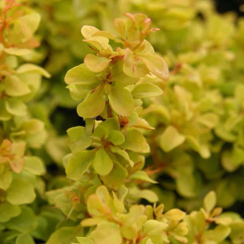 Berberitze 'Golden Nugget' Gelb