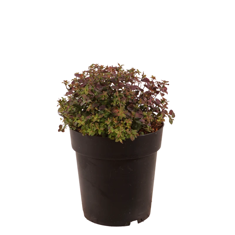 Spierstrauch 'Fenna' Rosa
