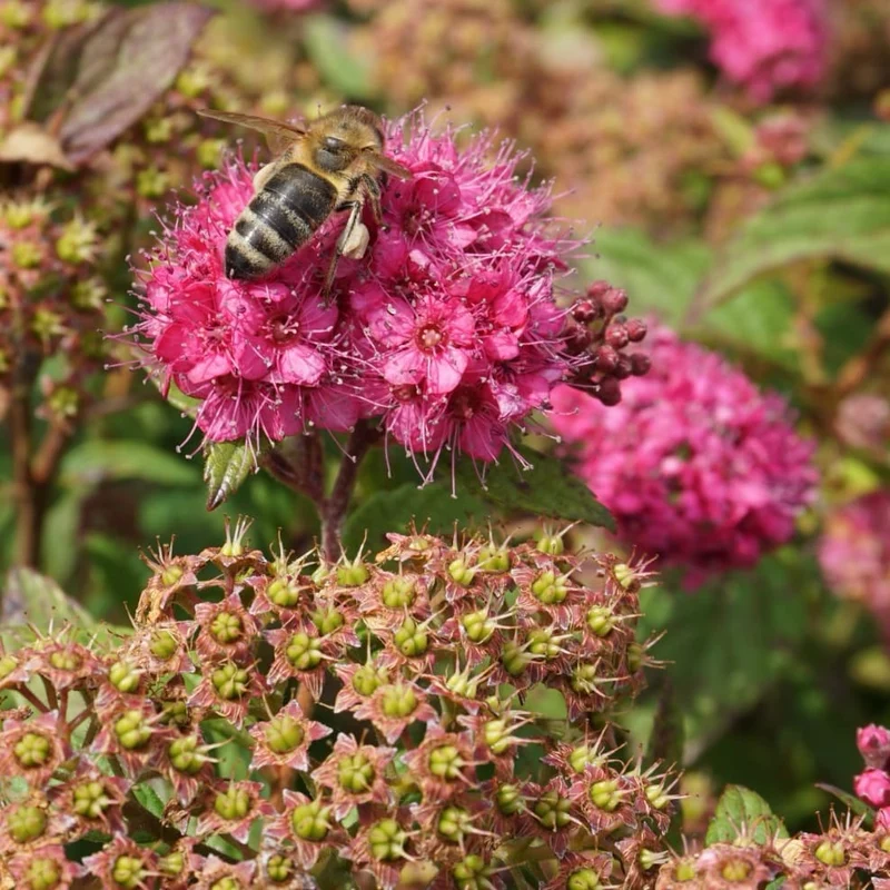 Spierstrauch 'Fenna' Rosa