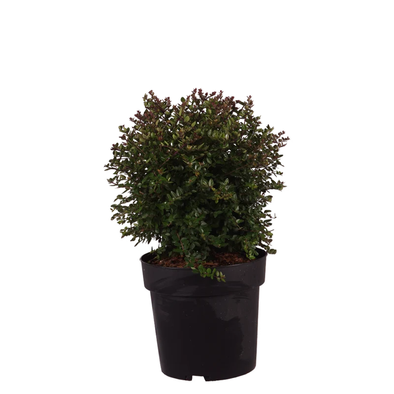 Heckenmyrte Garden Clouds® 'Copper Glow' Cremeweiß