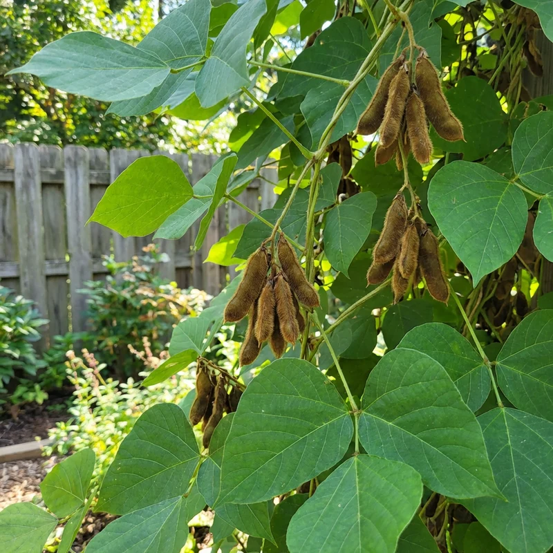 Kudzu Pueraria lobata Seeds for Planting – Heirloom, Non-GMO Fast-Growing Garden Vine Seeds