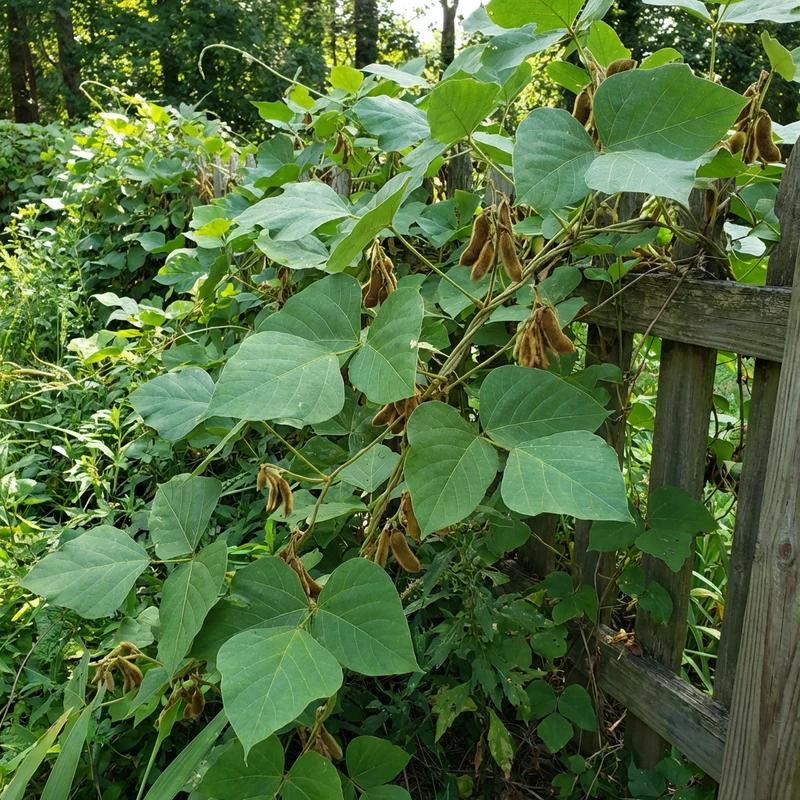 Kudzu Pueraria lobata Seeds for Planting – Heirloom, Non-GMO Fast-Growing Garden Vine Seeds